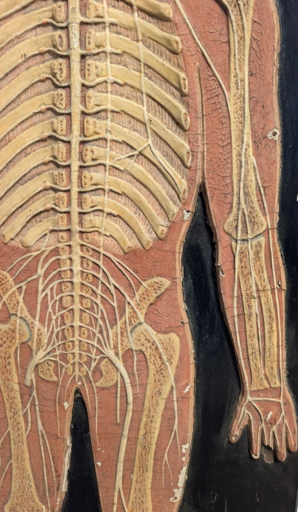 Anatomical Relief Education Model View III