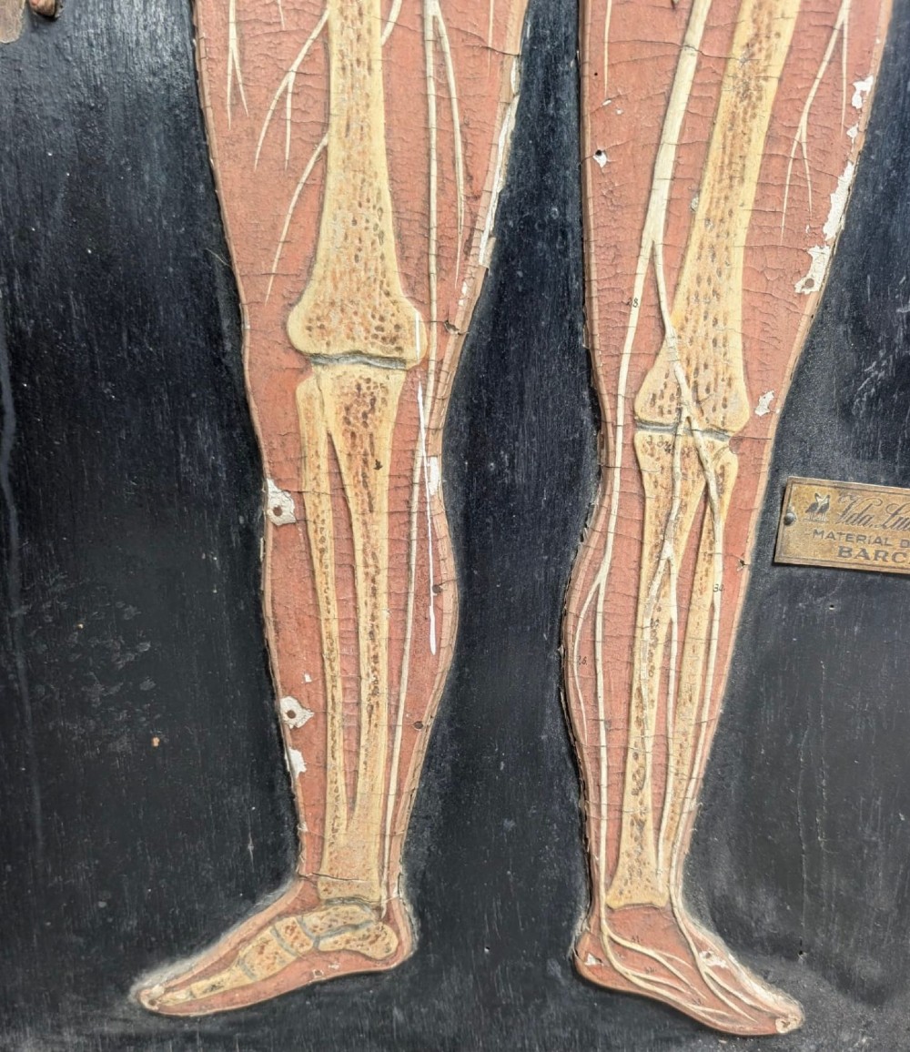 Anatomical Relief Education Model View IV
