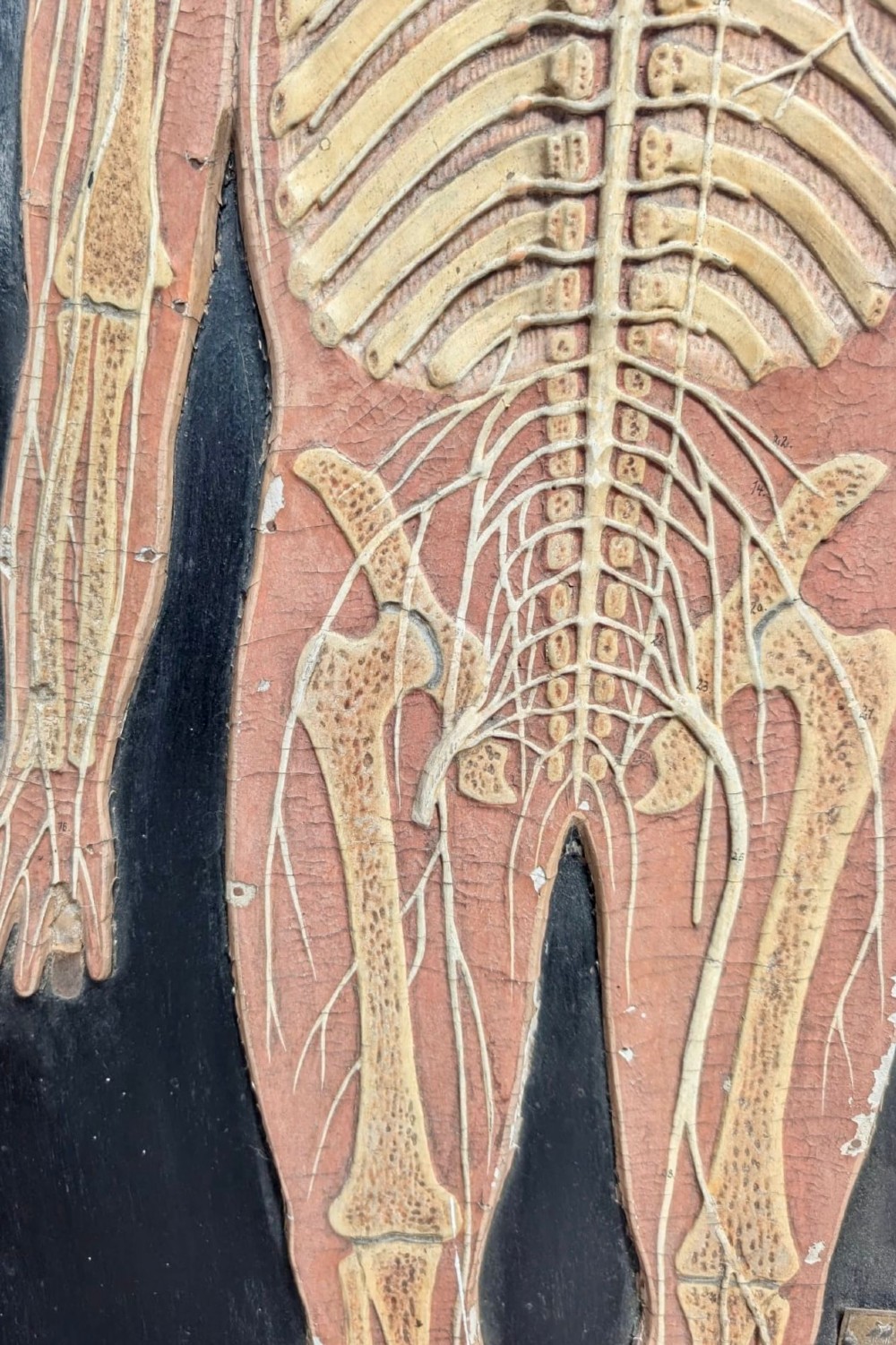 Anatomical Relief Education Model View V