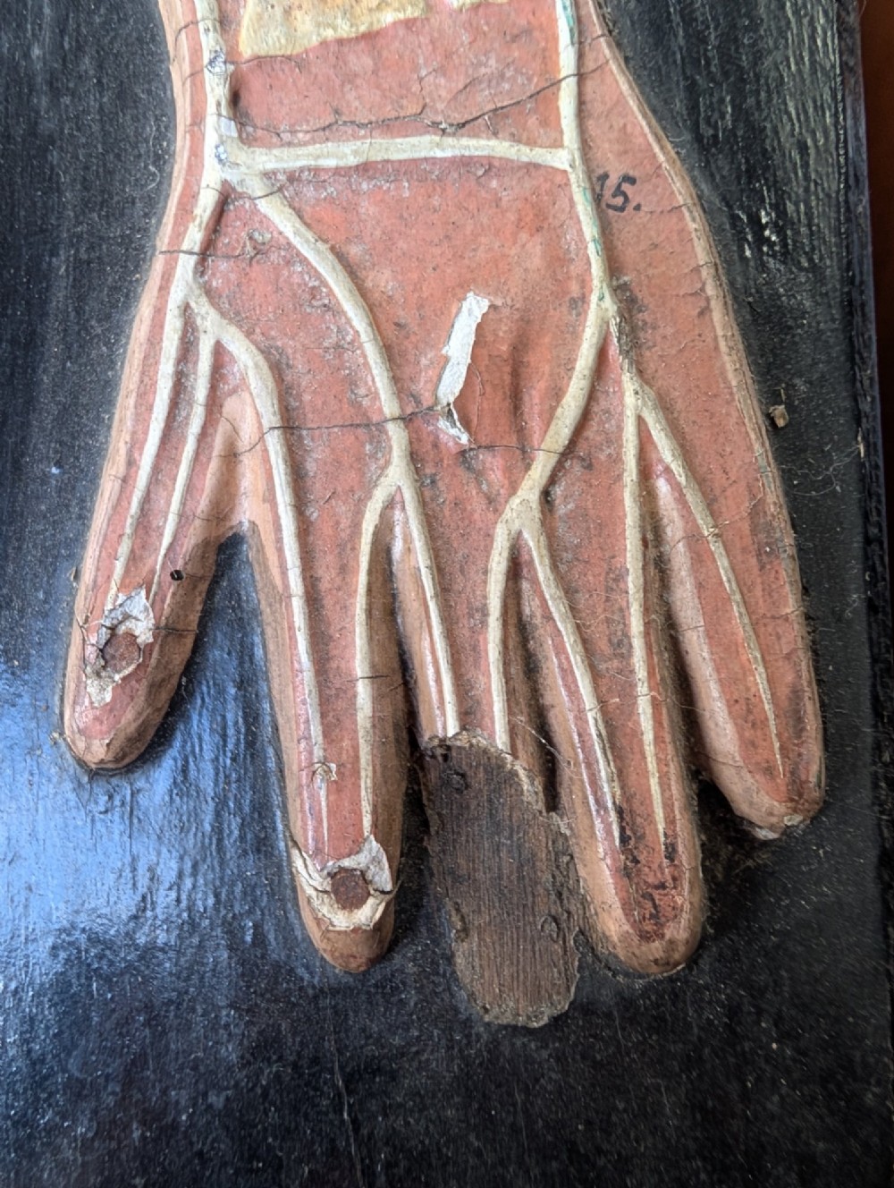 Anatomical Relief Education Model View VIII