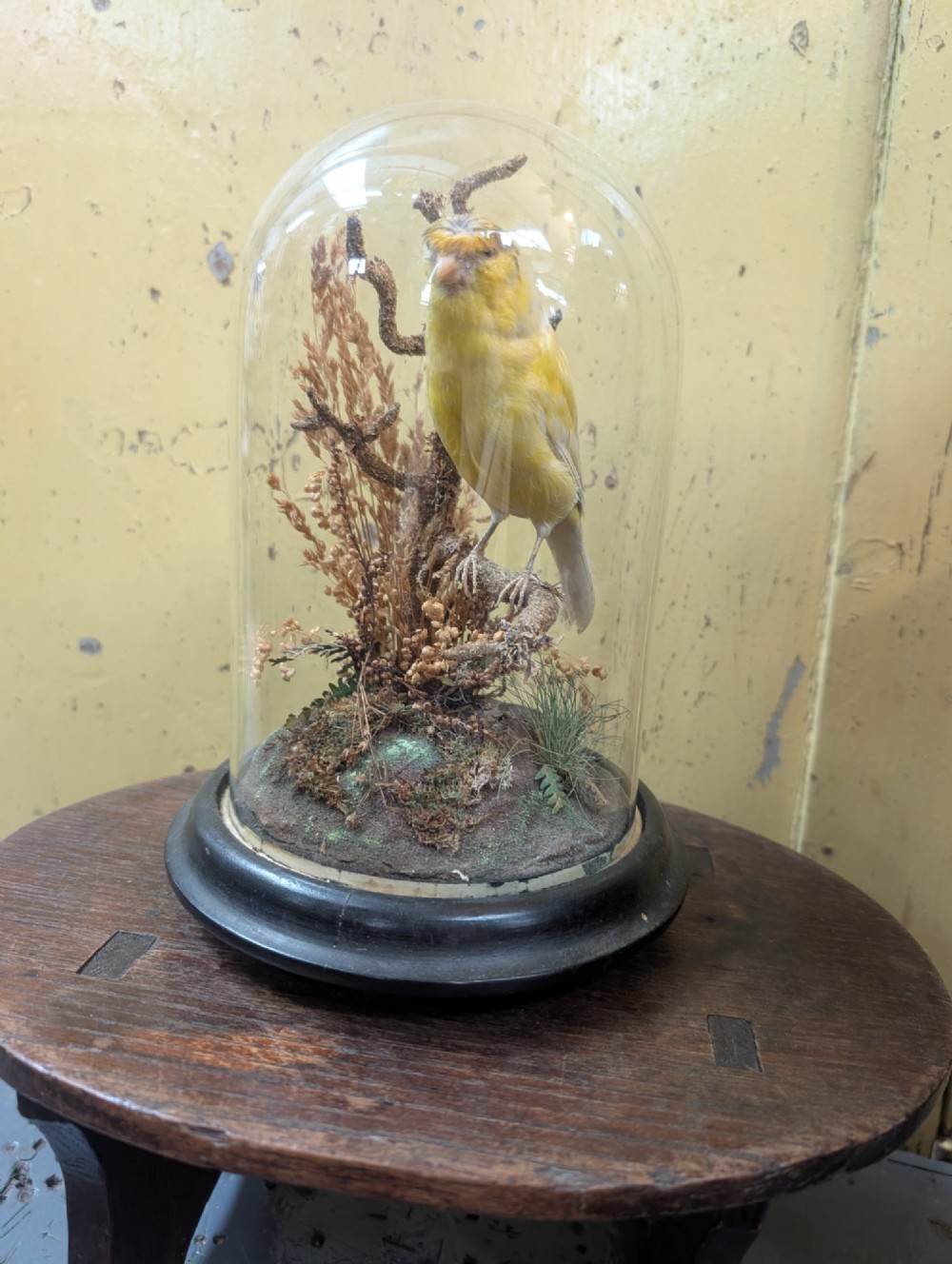 Victorian Canary Taxidermy Dome Featuring Perched Bird and Naturalistic Grasses