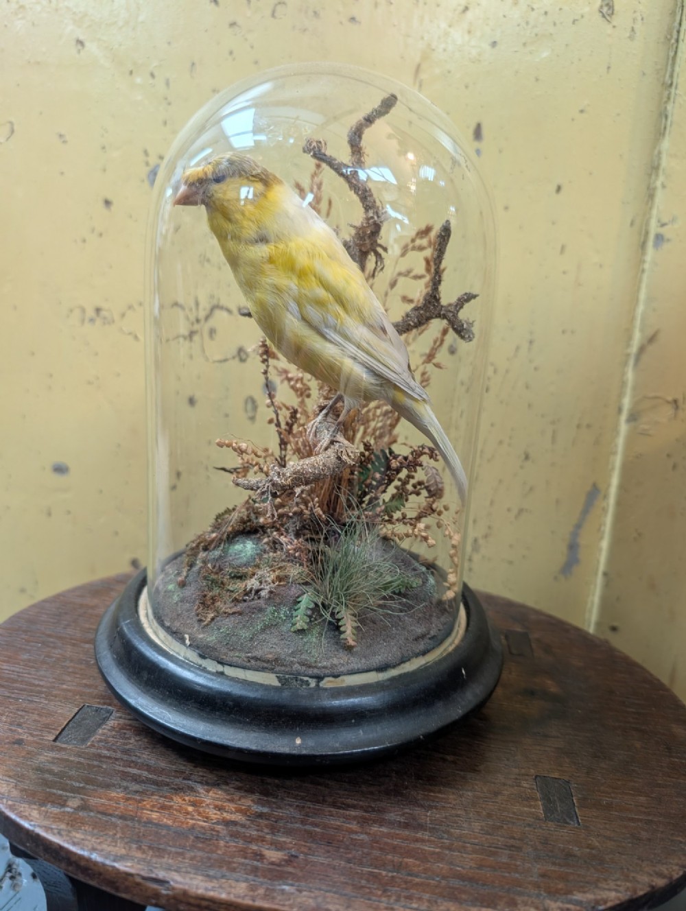 Victorian Canary Taxidermy Dome Featuring Perched Bird and Naturalistic Grasses View II