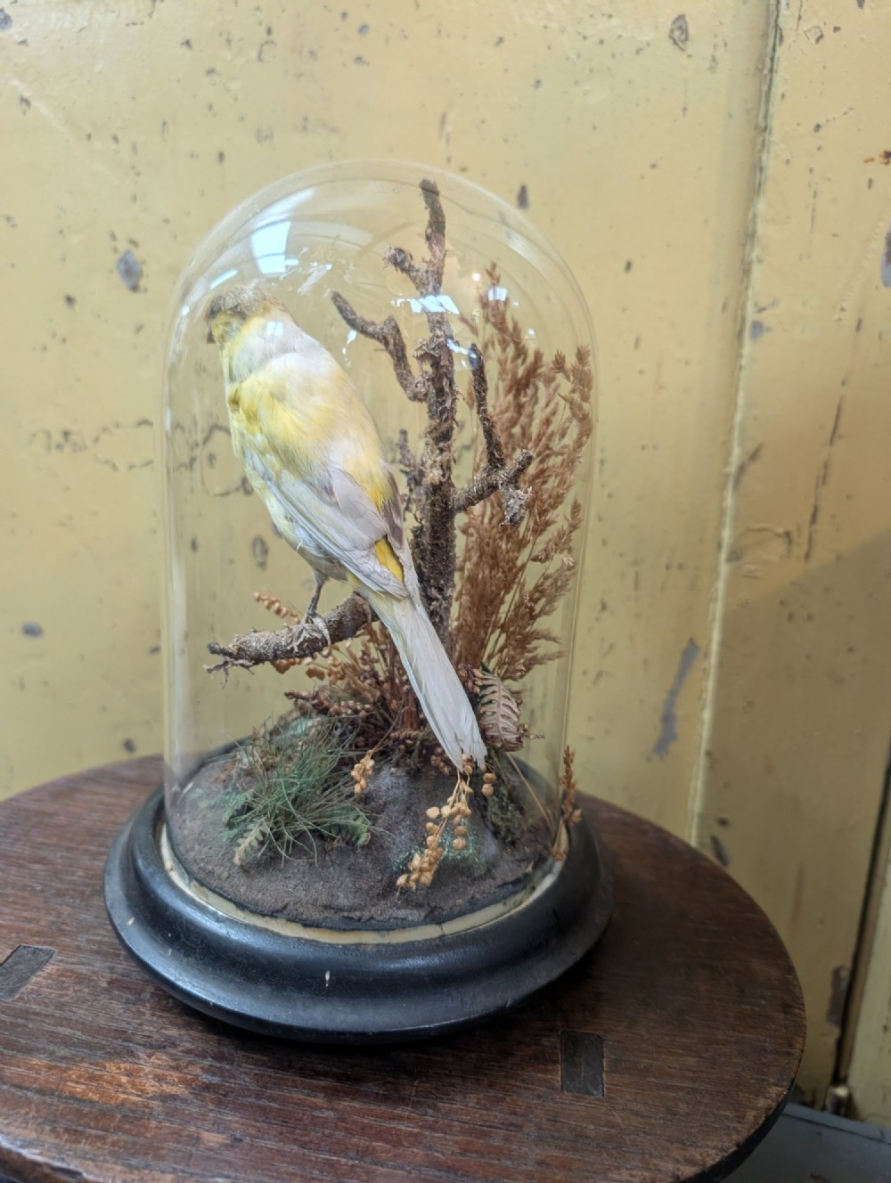 Victorian Canary Taxidermy Dome Featuring Perched Bird and Naturalistic Grasses View III
