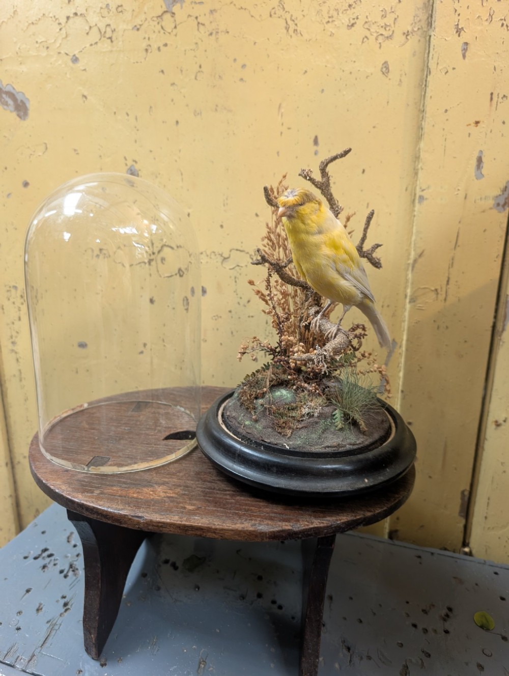 Victorian Canary Taxidermy Dome Featuring Perched Bird and Naturalistic Grasses View IV