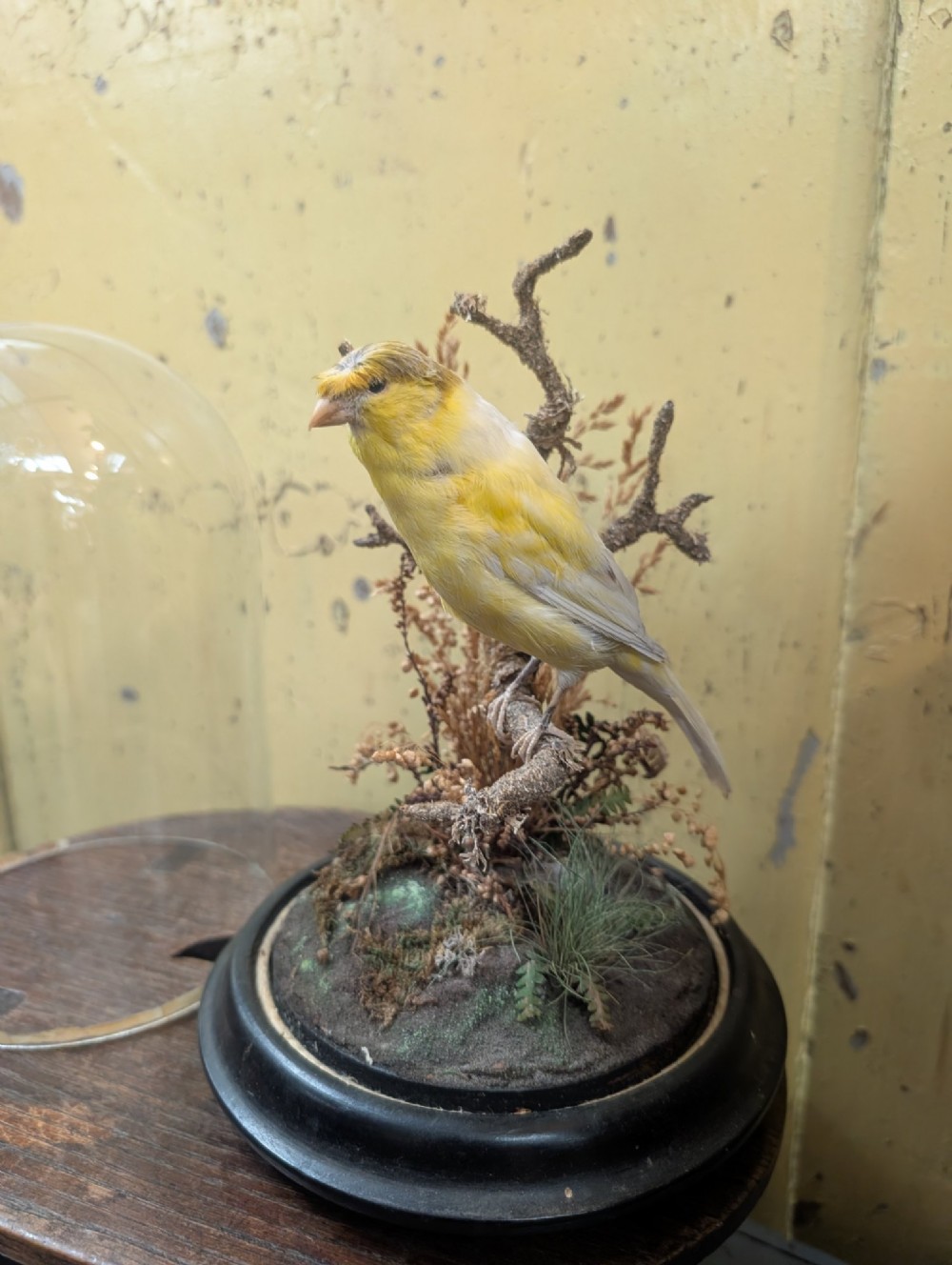 Victorian Canary Taxidermy Dome Featuring Perched Bird and Naturalistic Grasses View V