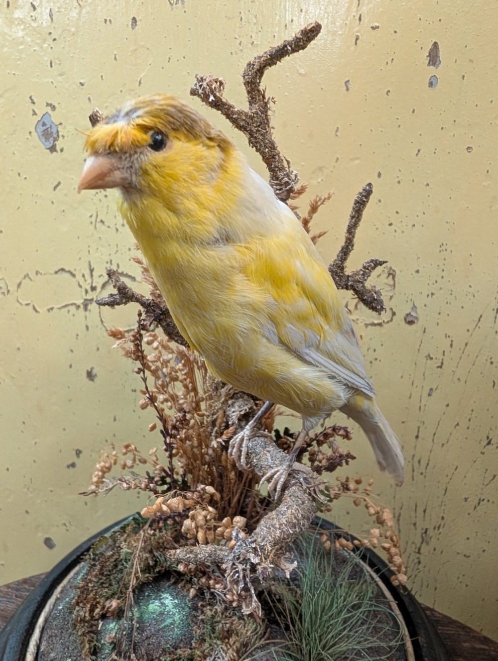Victorian Canary Taxidermy Dome Featuring Perched Bird and Naturalistic Grasses View VII