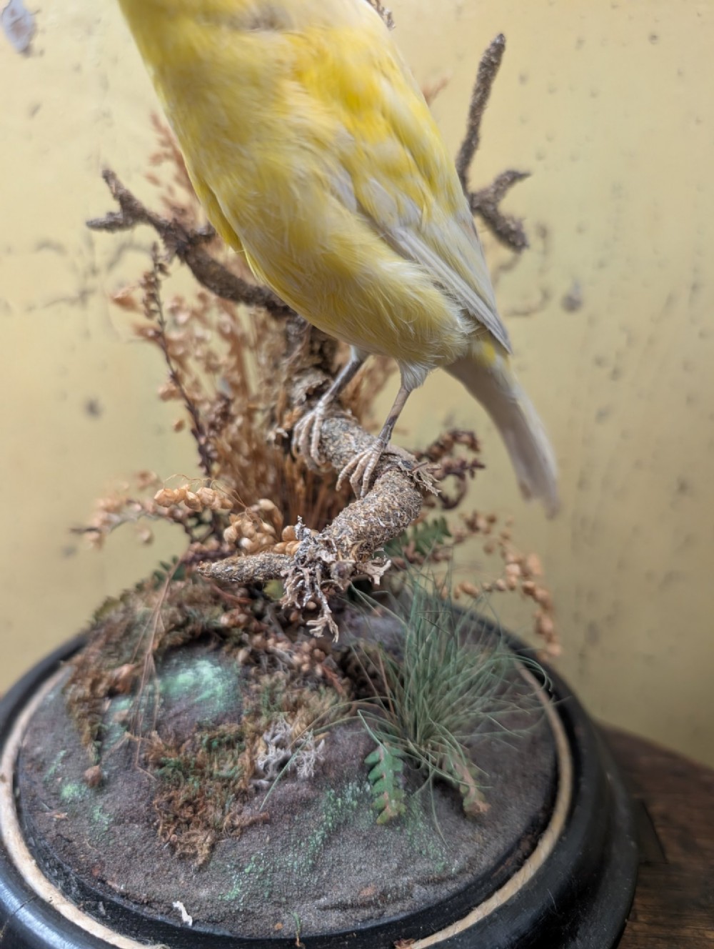Victorian Canary Taxidermy Dome Featuring Perched Bird and Naturalistic Grasses View VIII