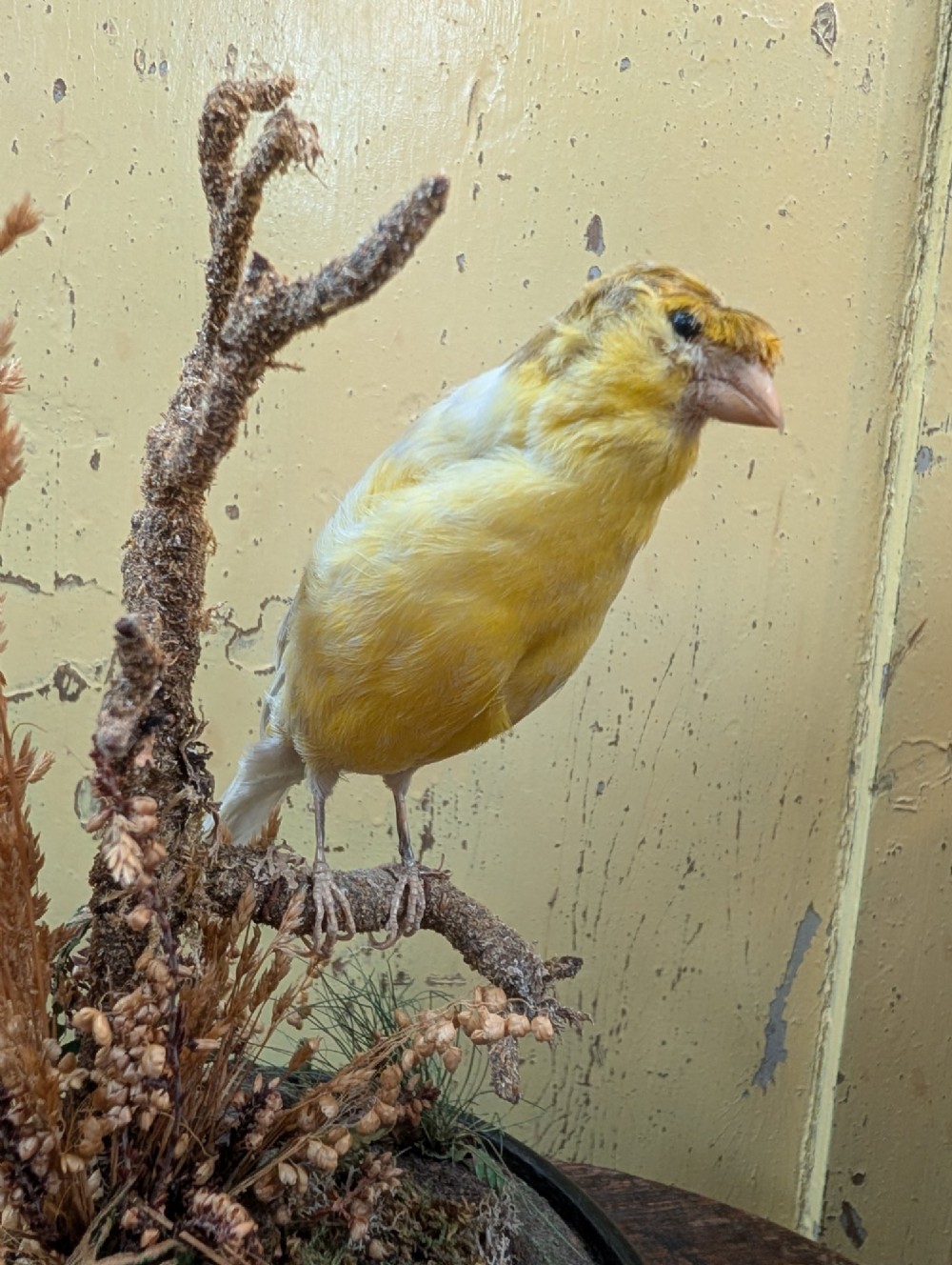 Victorian Canary Taxidermy Dome Featuring Perched Bird and Naturalistic Grasses View IX