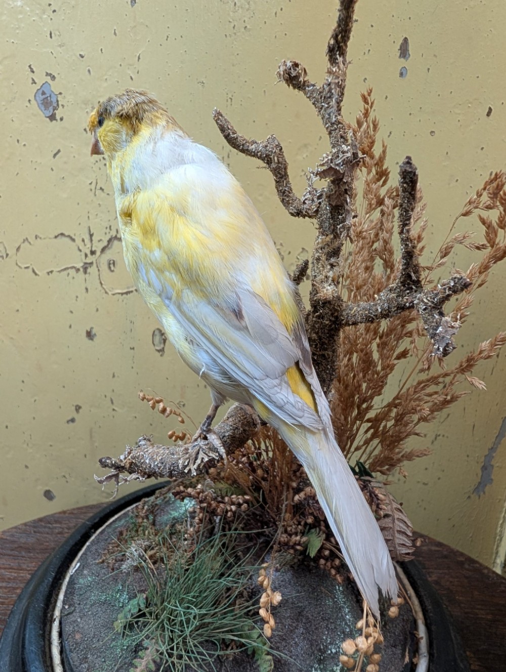 Victorian Canary Taxidermy Dome Featuring Perched Bird and Naturalistic Grasses View X