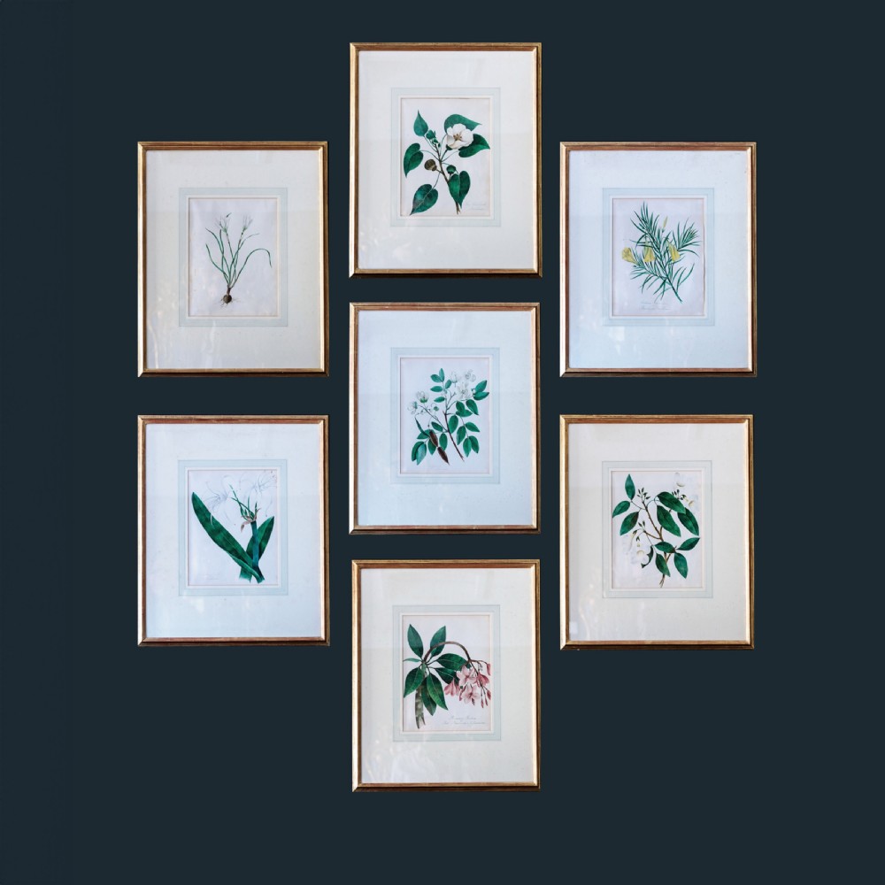 A set of seven framed 19th-century English School botanical watercolours displaying floral illustrations in gilt frames.