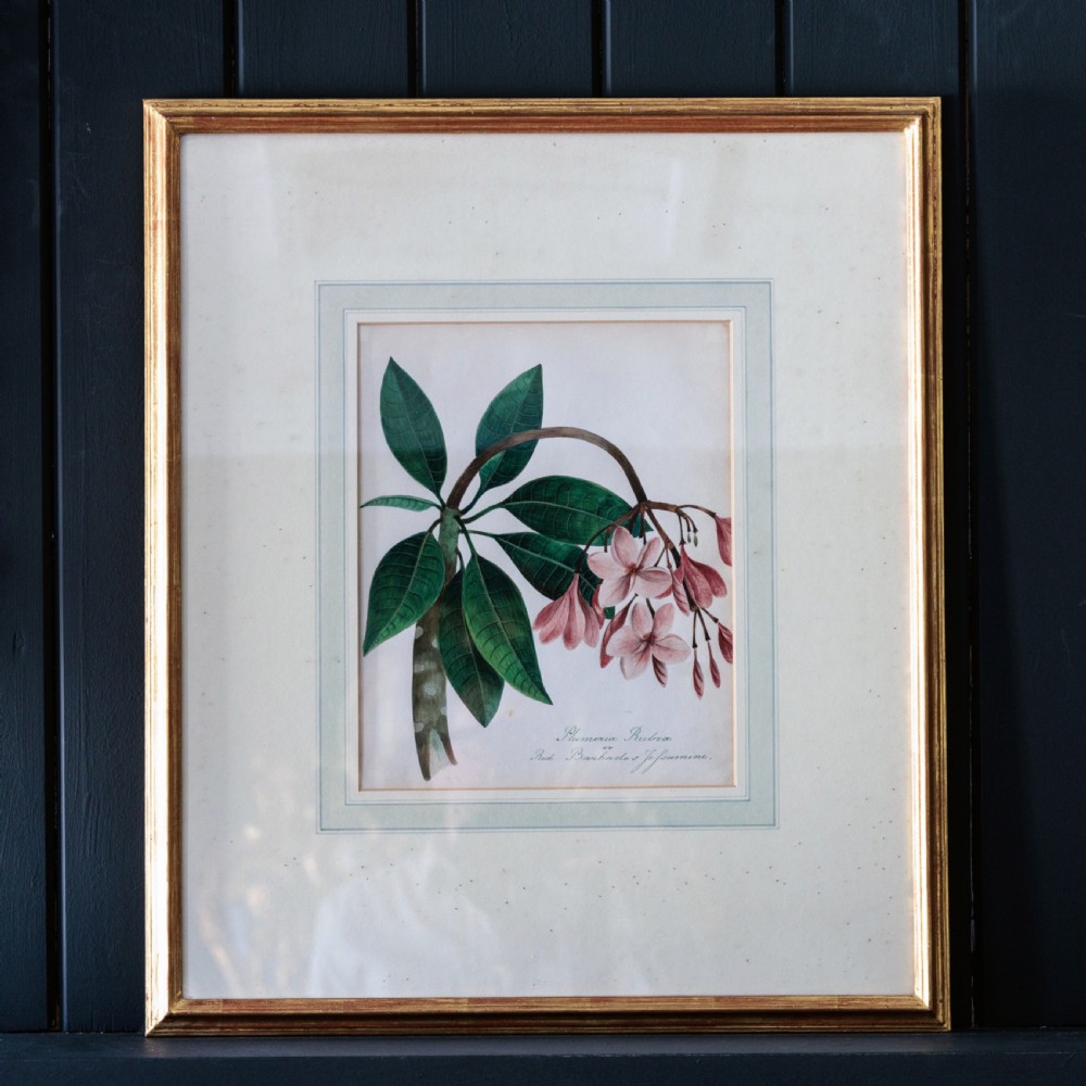 A set of seven framed 19th-century English School botanical watercolours displaying floral illustrations in gilt frames. View II