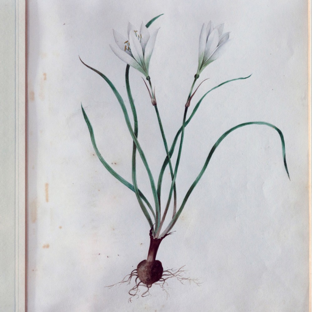 A set of seven framed 19th-century English School botanical watercolours displaying floral illustrations in gilt frames. View III