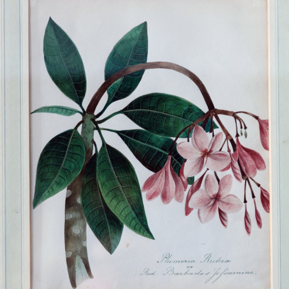 A set of seven framed 19th-century English School botanical watercolours displaying floral illustrations in gilt frames. View IV