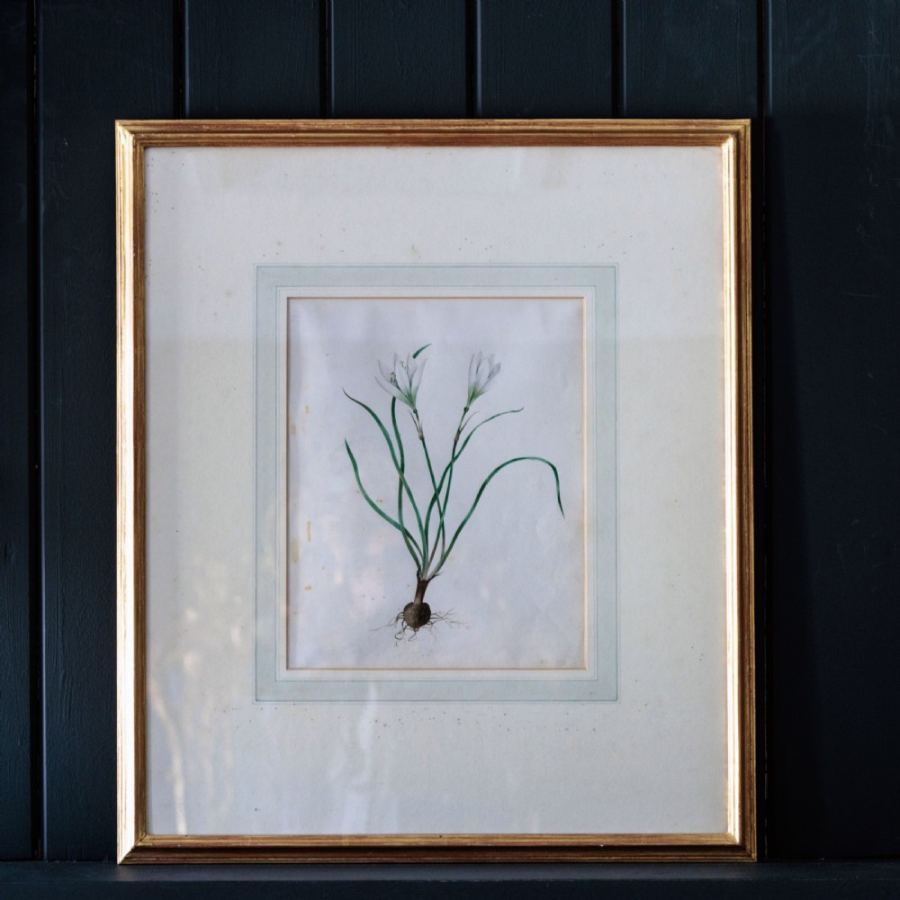 A set of seven framed 19th-century English School botanical watercolours displaying floral illustrations in gilt frames. View V