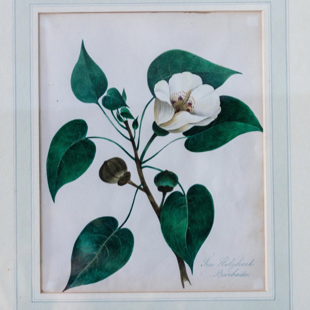 A set of seven framed 19th-century English School botanical watercolours displaying floral illustrations in gilt frames. View VI