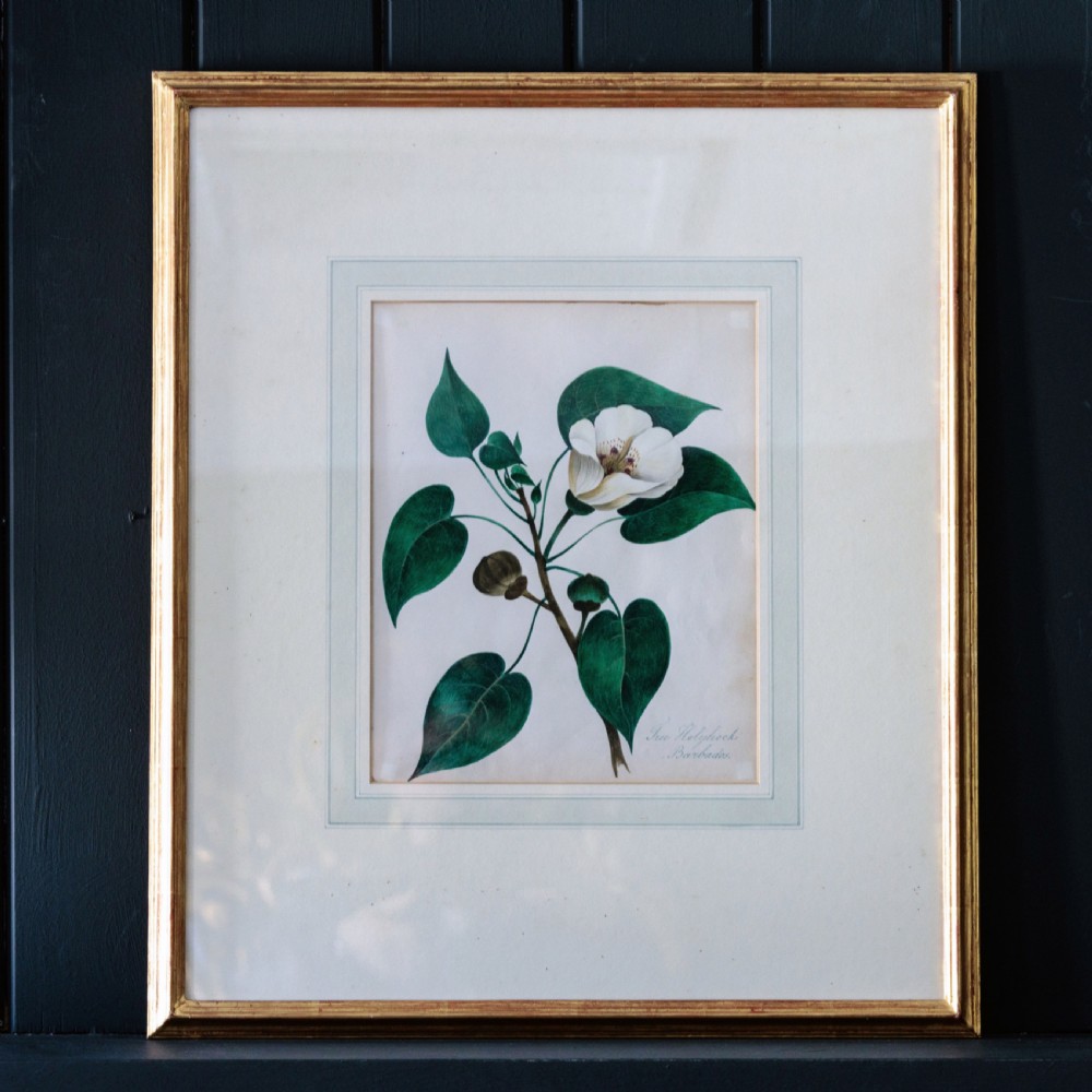 A set of seven framed 19th-century English School botanical watercolours displaying floral illustrations in gilt frames. View VII