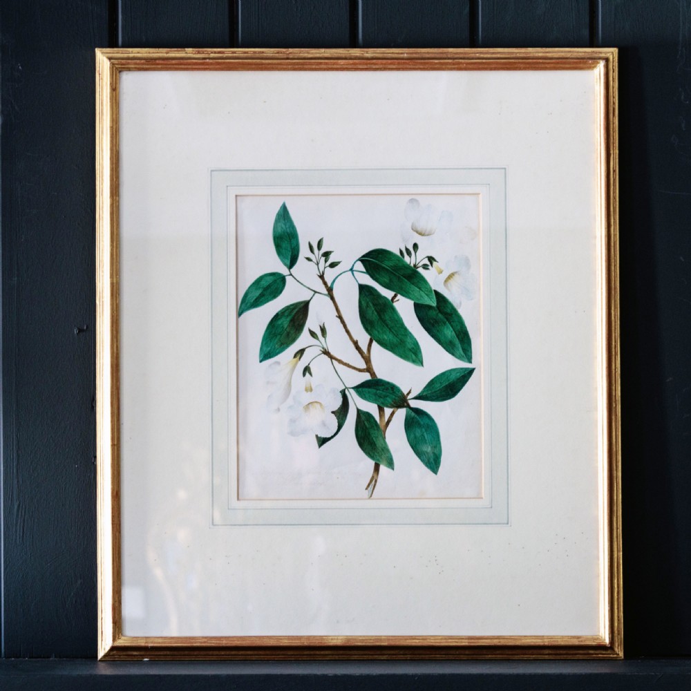 A set of seven framed 19th-century English School botanical watercolours displaying floral illustrations in gilt frames. View VIII