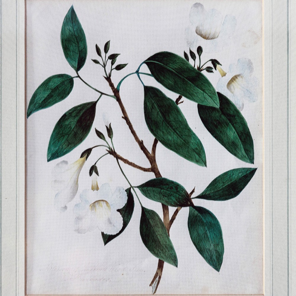 A set of seven framed 19th-century English School botanical watercolours displaying floral illustrations in gilt frames. View IX