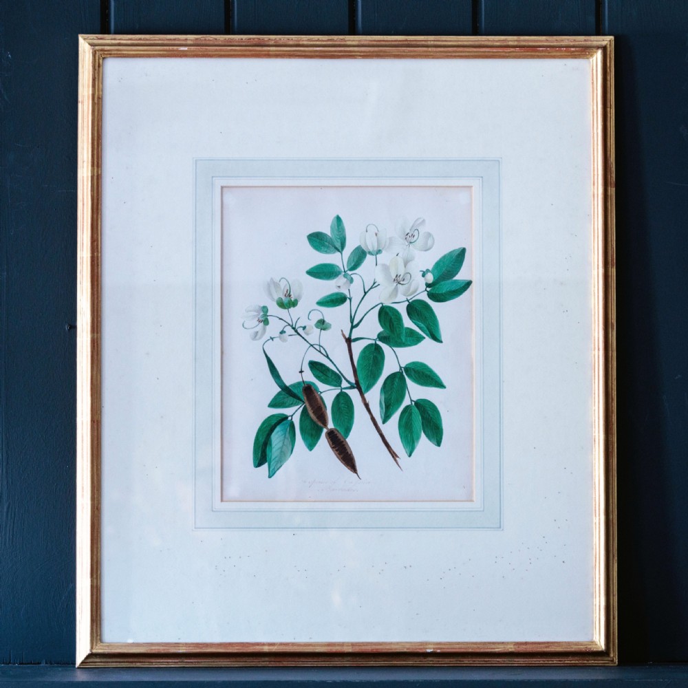 A set of seven framed 19th-century English School botanical watercolours displaying floral illustrations in gilt frames. View X