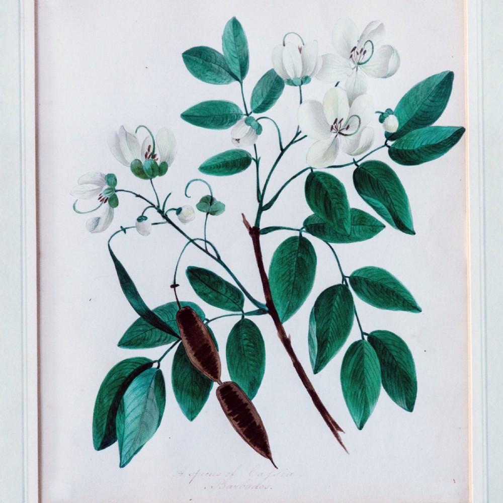 A set of seven framed 19th-century English School botanical watercolours displaying floral illustrations in gilt frames. View XI