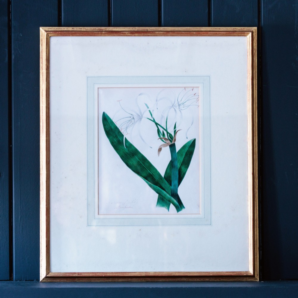 A set of seven framed 19th-century English School botanical watercolours displaying floral illustrations in gilt frames. View XII