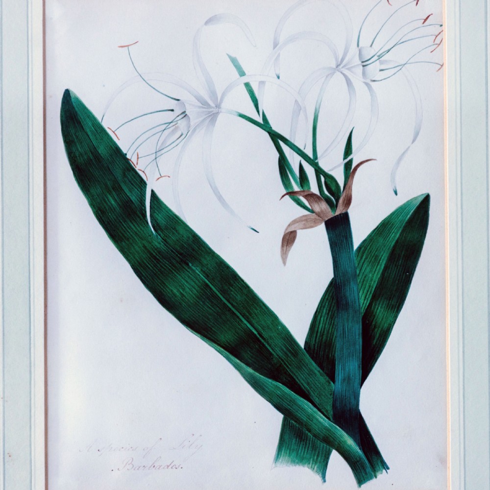 A set of seven framed 19th-century English School botanical watercolours displaying floral illustrations in gilt frames. View XIII