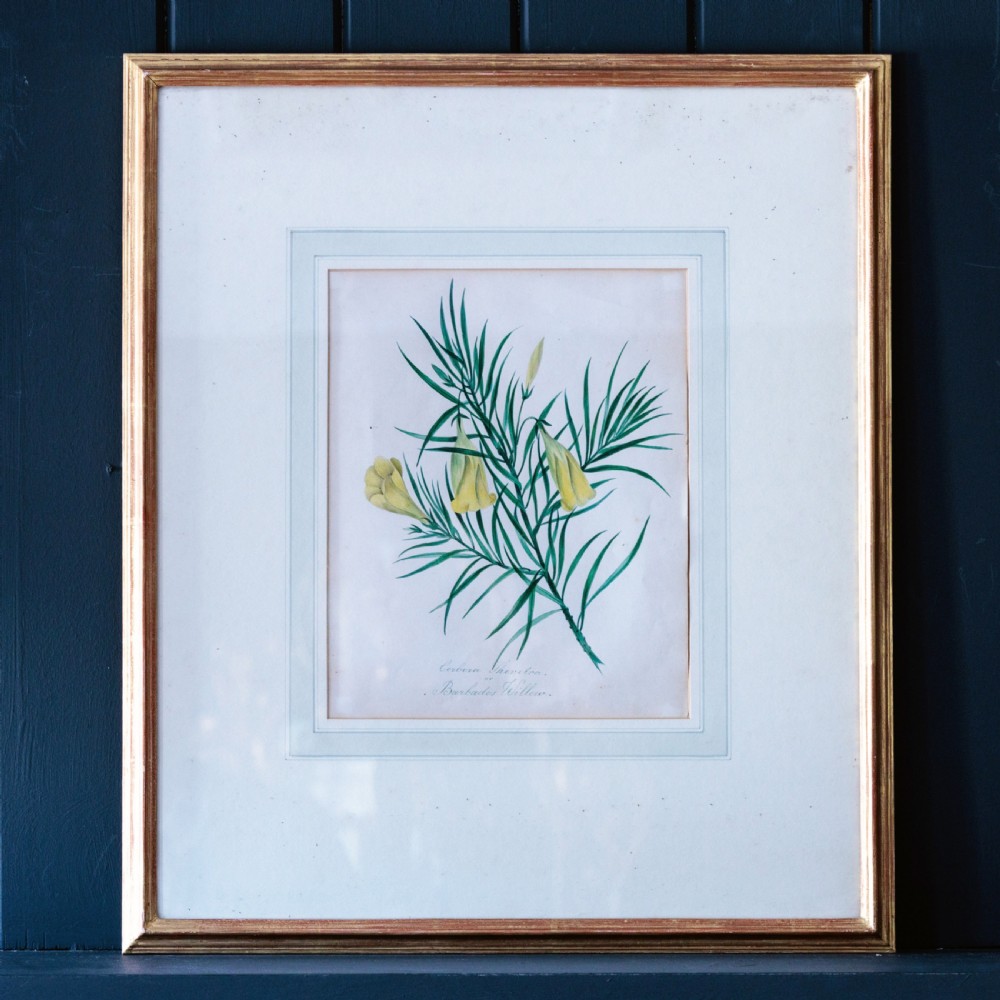A set of seven framed 19th-century English School botanical watercolours displaying floral illustrations in gilt frames. View XIV