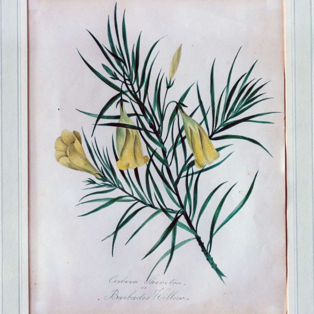 A set of seven framed 19th-century English School botanical watercolours displaying floral illustrations in gilt frames. View XV