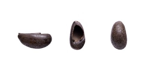 COLLECTION OF QAJAR COCO DE MER KASHKULS PERSIA 19TH CENTURY - ADDITIONAL PHOTO 12