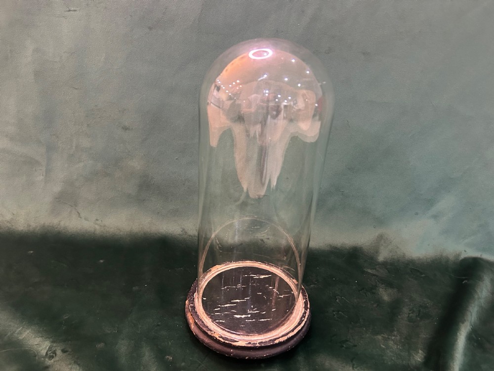 A tall clear glass display dome featuring a rounded top set upon a circular ebonised wooden base. View II