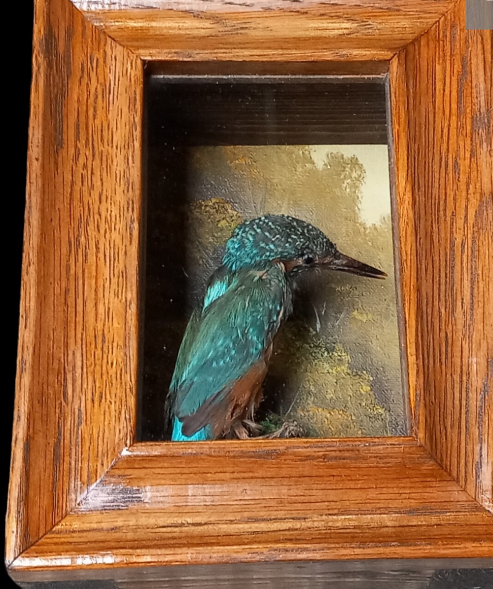 A preserved kingfisher bird with turquoise and orange plumage set inside a glazed oak frame with a painted backdrop.
