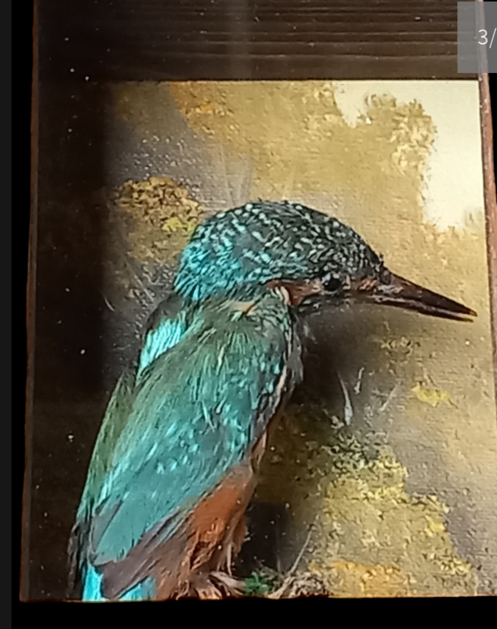 A preserved kingfisher bird with turquoise and orange plumage set inside a glazed oak frame with a painted backdrop. View II