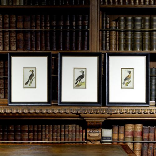 Superb Set of Three Ornithological Copper Plate Engravings by Buffon