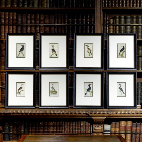 Set of 8 Ornithological 18th Century  Engravings by Buffon