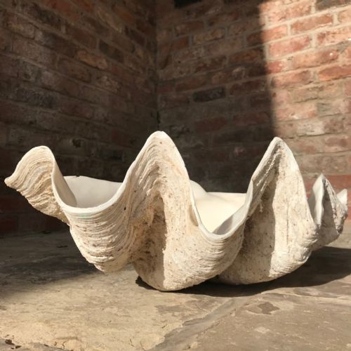 Giant Clam Shell (Tridacna Gigas)
