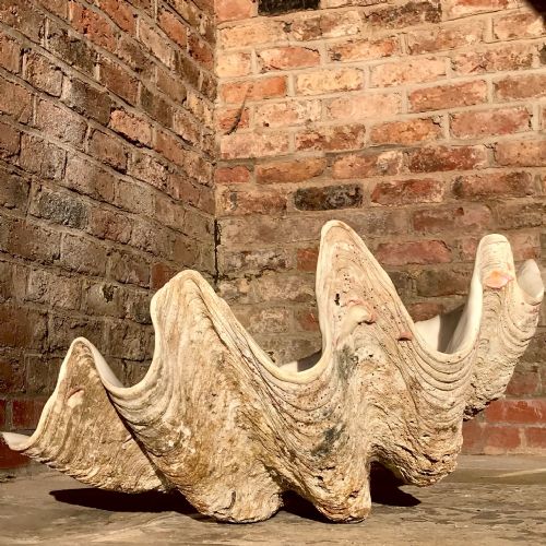 Fabulous Giant Clam Shell (Tridacna Gigas)