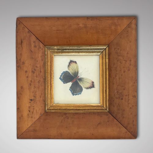 Victorian Butterfly Watercolour in Cushioned Maple Frame