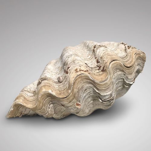 Large Complete Giant Clam Shell (Tridacna Gigas)
