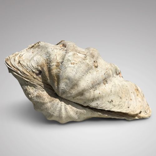 fig 1. Large Complete Giant Clam Shell (Tridacna Gigas)