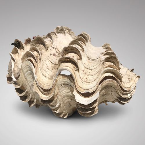 Tridacna Gigantea, Small Complete Clam Shell