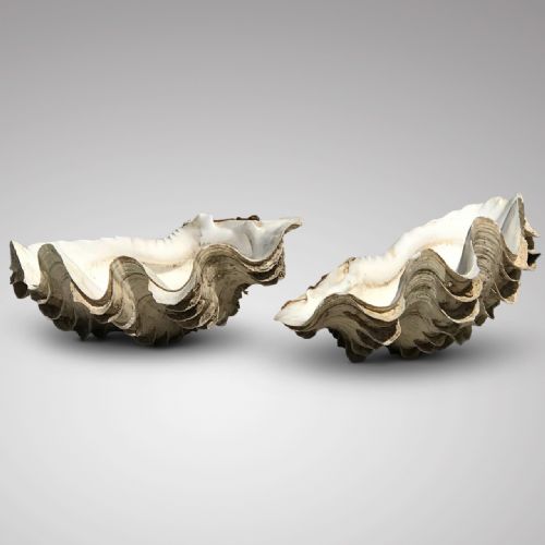 fig 1. Tridacna Gigantea, Small Complete Clam Shell