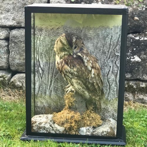 Antique Taxidermy Cased Tawny Owl