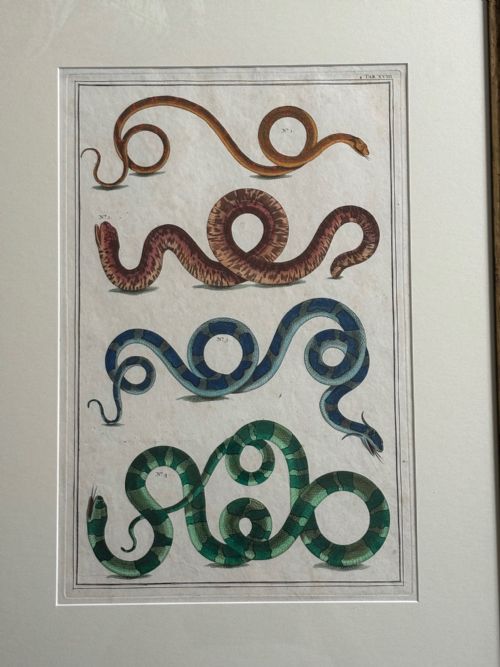 fig 1. Set of three framed 18th-century hand-coloured engravings depicting various coiled serpents mounted on cream matting within black and gilt frames.