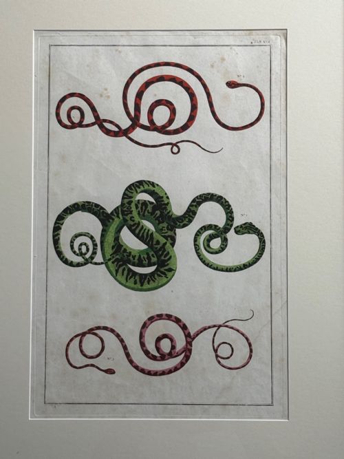fig 2. Set of three framed 18th-century hand-coloured engravings depicting various coiled serpents mounted on cream matting within black and gilt frames.