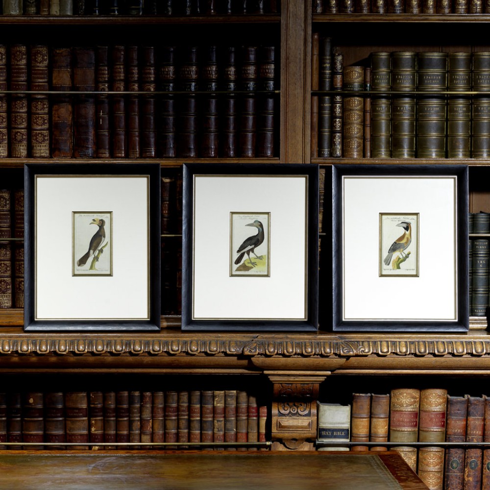 Superb Set of Three Ornithological Copper Plate Engravings by Buffon