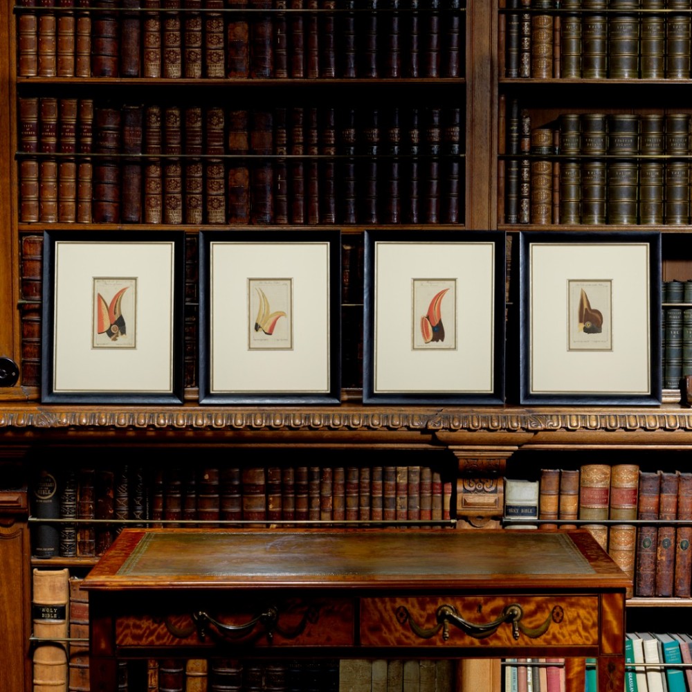 A superb Set of 4 Ornithological Engravings by Buffon