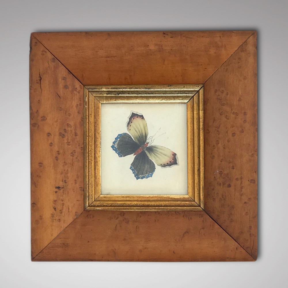 Victorian Butterfly Watercolour in Cushioned Maple Frame