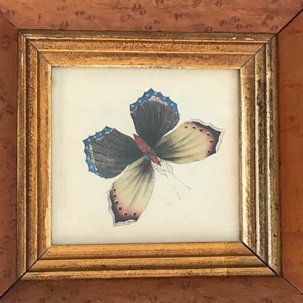 Victorian Butterfly Watercolour in Cushioned Maple Frame View II
