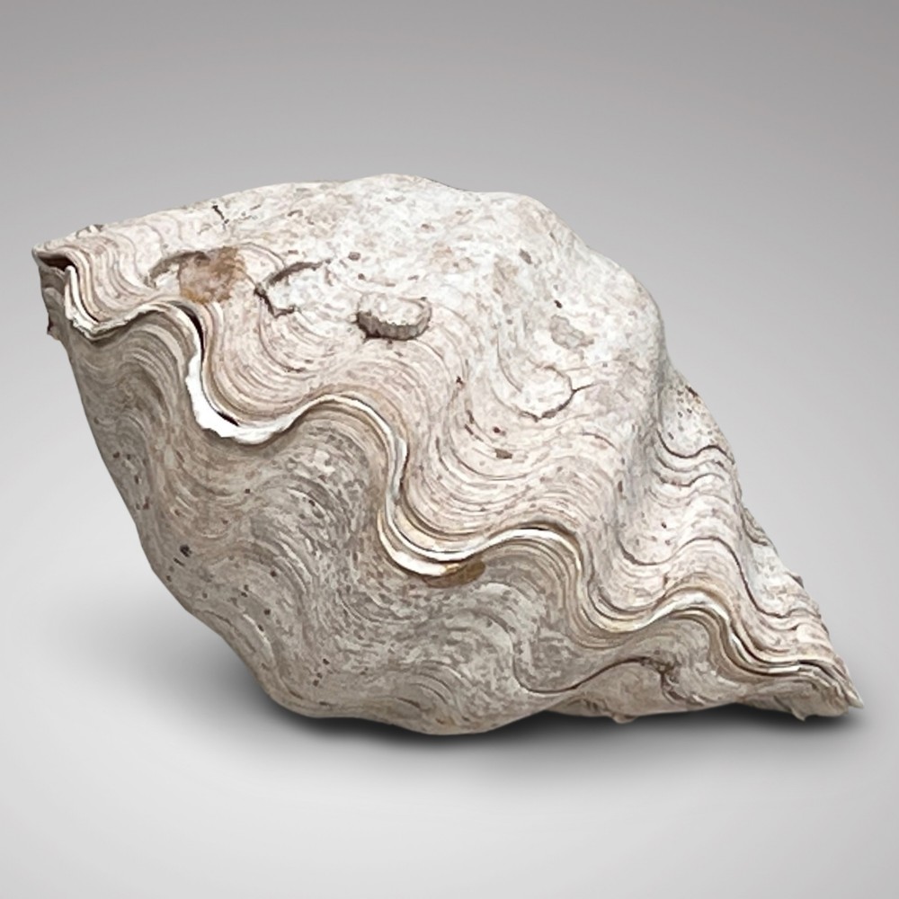 A complete paired natural Tridacna gigantea giant clam shell displaying weathered undulating ridges and neutral off-white surface tones.