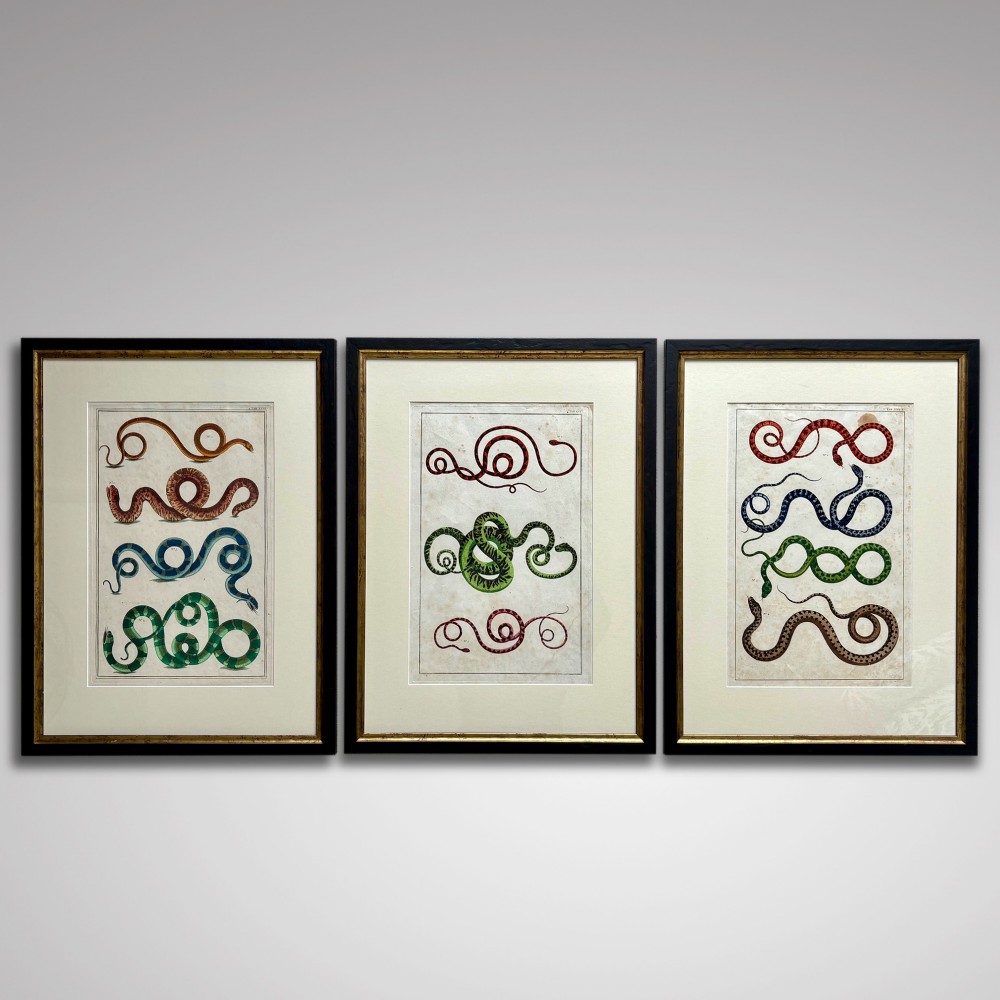 Set of 3 18th Century Hand Coloured Serpent Engravings